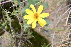 Engelmannia peristenia