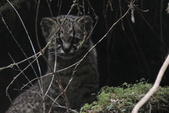 Leopardus guigna guigna