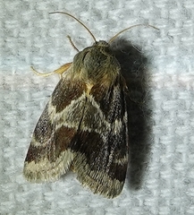 Schinia lynx