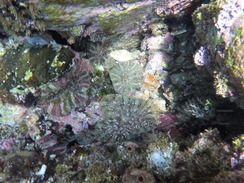 Actinostella bradleyi