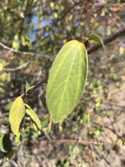 Ceanothus sanguineus