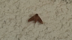 Theretra alecto cretica