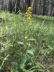 Solidago dahurica