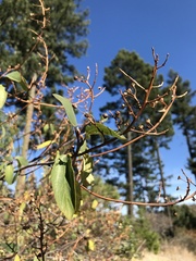 Ceanothus sanguineus