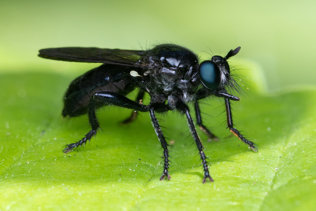 Western Black Laphria