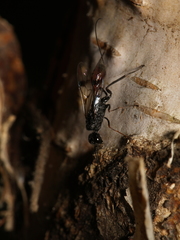 Pristaulacus galitae