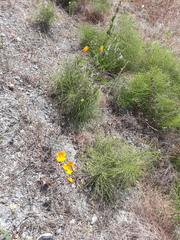 Eschscholzia californica