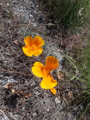 Eschscholzia californica