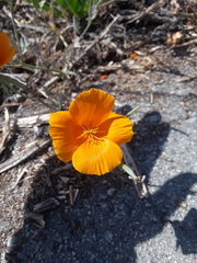 Eschscholzia californica