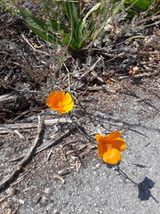 Eschscholzia californica