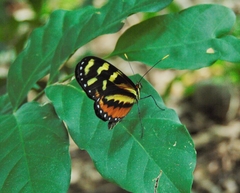 Mechanitis polymnia lycidice