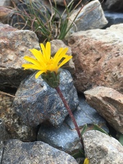 Pyrrocoma apargioides