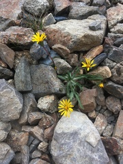 Pyrrocoma apargioides