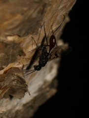 Pristaulacus galitae