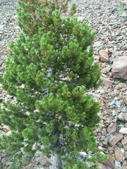 Pinus contorta murrayana