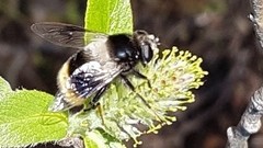 Eristalis oestracea