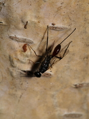 Pristaulacus galitae