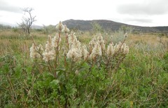 Ptilotus nobilis