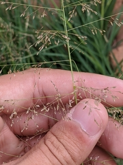 Eragrostis amabilis