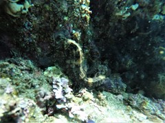 Hippocampus ingens