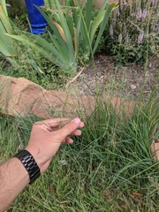 Eragrostis amabilis