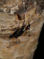 Pristaulacus galitae