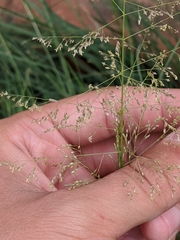 Eragrostis amabilis