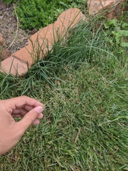 Eragrostis amabilis