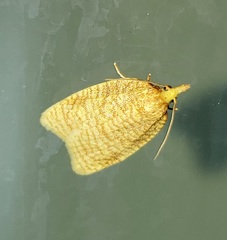 Cenopis reticulatana