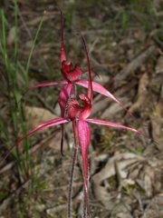 Caladenia cruciformis