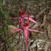 Crucifix Spider Orchid - Photo (c) Michael Keogh, some rights reserved (CC BY-NC-SA), uploaded by Michael Keogh