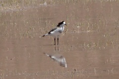 Charadrius alticola