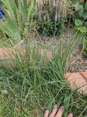 Eragrostis amabilis