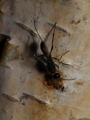 Pristaulacus galitae