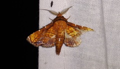 Penicillaria plusioides