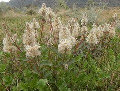 Ptilotus nobilis