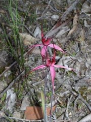 Caladenia cruciformis