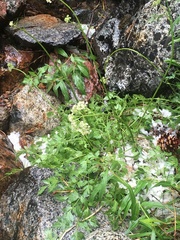 Ligusticum