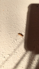 Ortholeptura valida