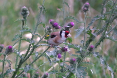 Carduelis carduelis