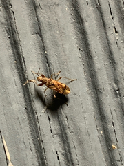 Neopamera albocincta