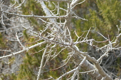 Vasconcellea chilensis