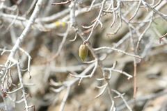 Vasconcellea chilensis