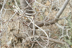 Vasconcellea chilensis