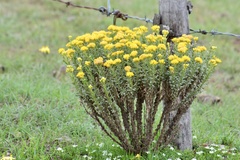 Isocoma hartwegii