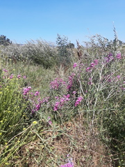 Lathyrus
