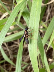 Montezumia nigriceps