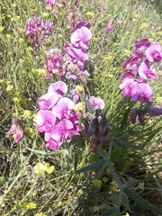 Lathyrus