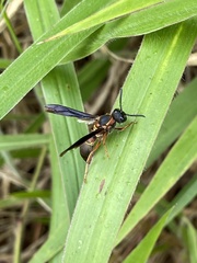 Montezumia nigriceps