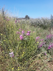 Lathyrus